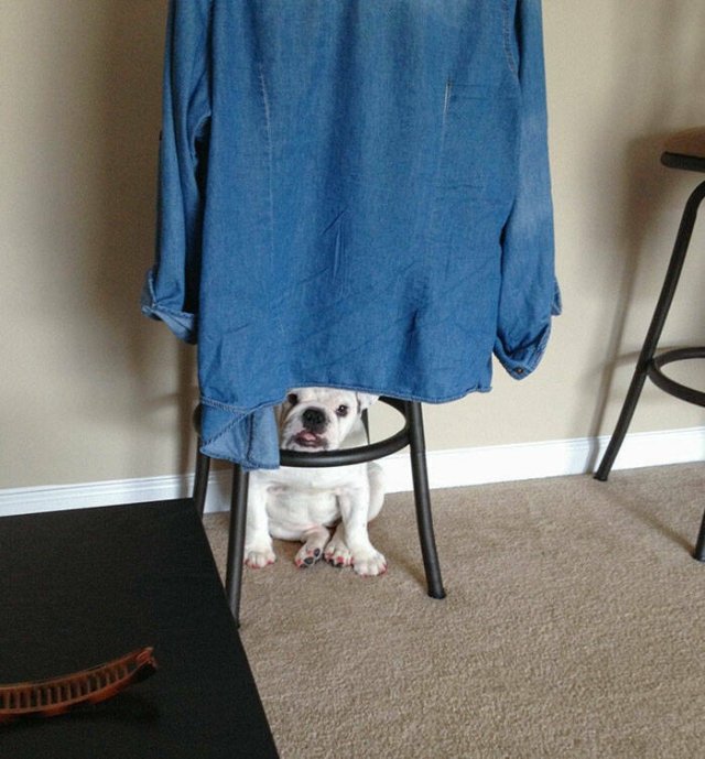 Hide And Seek With Animals (50 pics)