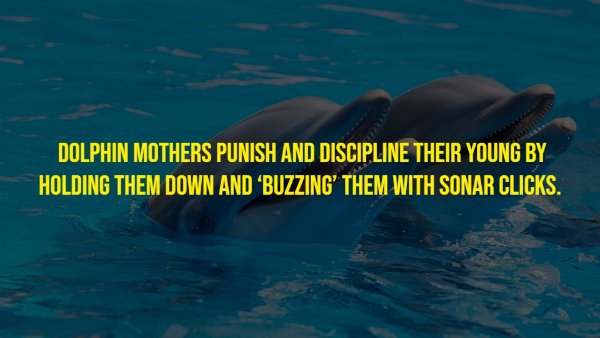 Random Facts (17 pics)