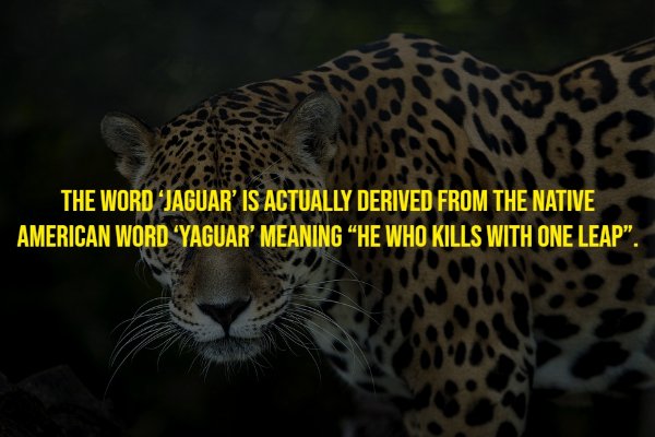 Random Facts (17 pics)