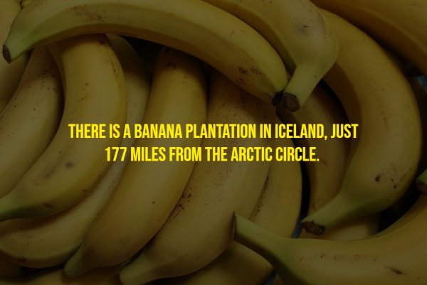 Random Facts (17 pics)
