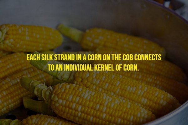 Random Facts (17 pics)