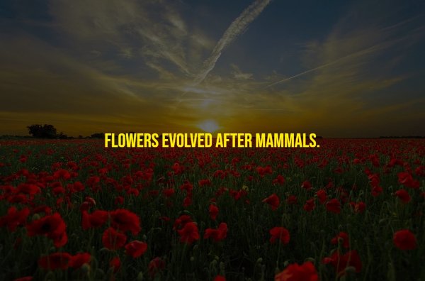 Random Facts (17 pics)