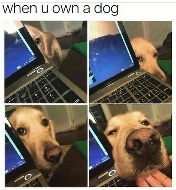 Truthful Memes (31 pics)