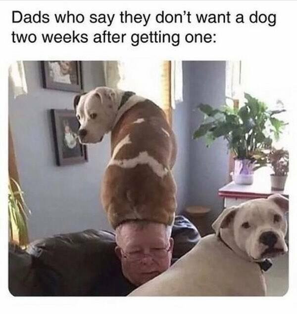 Truthful Memes (31 pics)