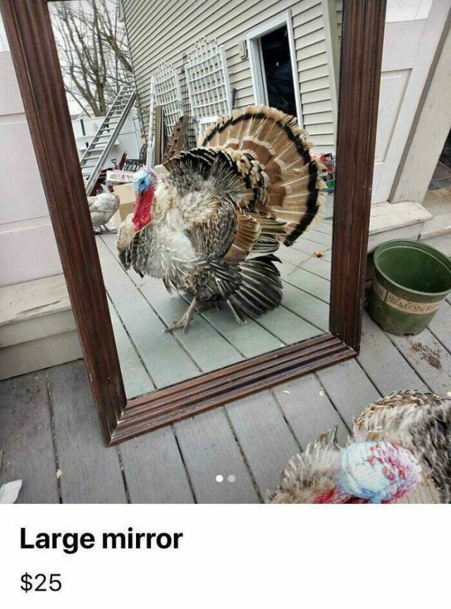 They're Trying to Sell Mirrors (38 pics)