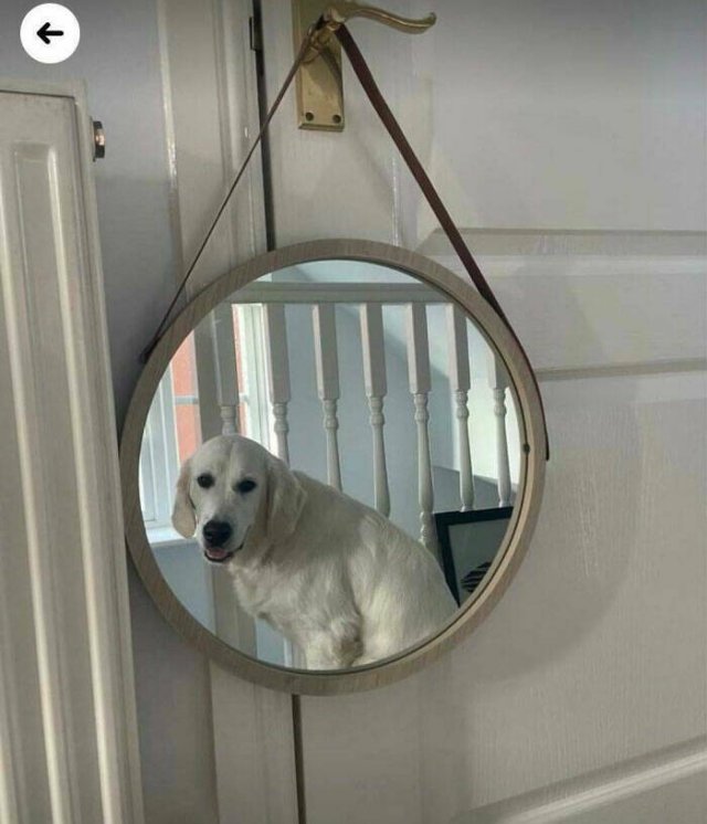 They're Trying to Sell Mirrors (38 pics)