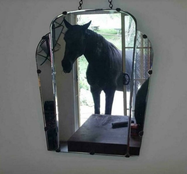 They're Trying to Sell Mirrors (38 pics)