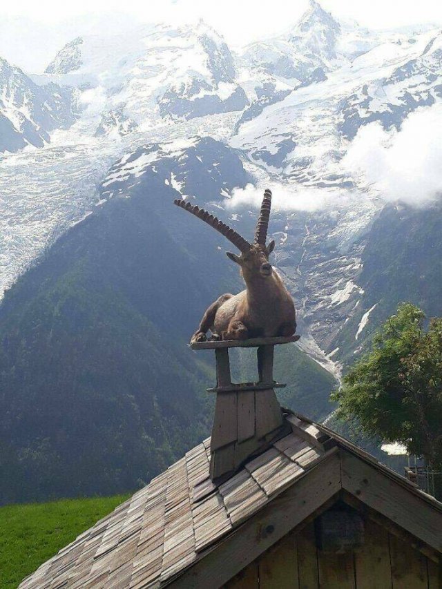 Funny Animals (41 pics)