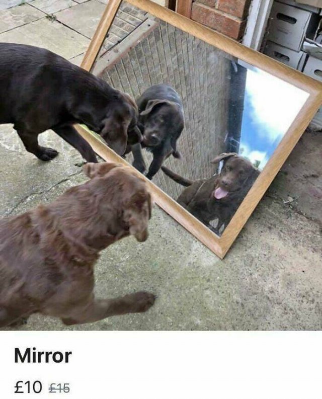 They're Trying to Sell Mirrors (38 pics)