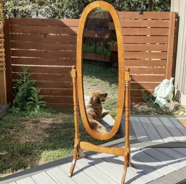 They're Trying to Sell Mirrors (38 pics)
