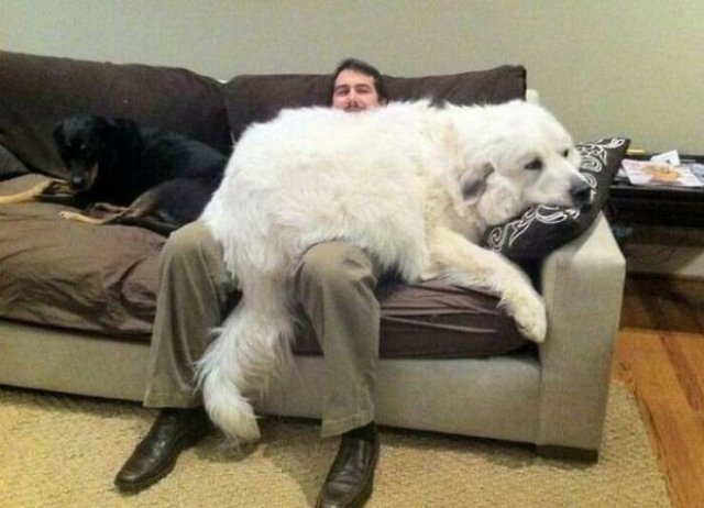 Funny Animals (41 pics)