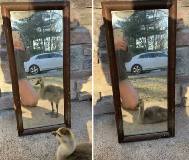They're Trying to Sell Mirrors (38 pics)