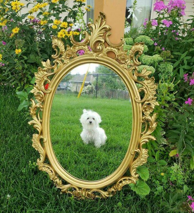 They're Trying to Sell Mirrors (38 pics)