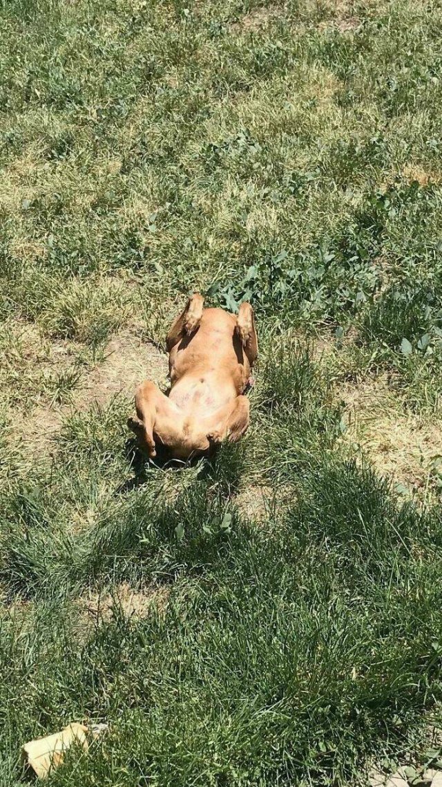 Funny Animals (41 pics)