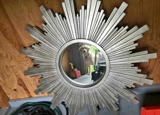 They're Trying to Sell Mirrors (38 pics)