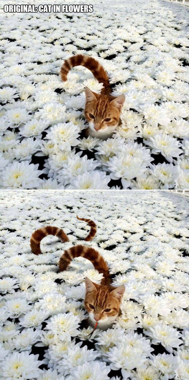 Photoshop Battle (45 pics)
