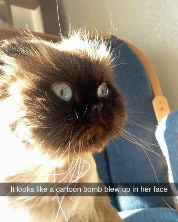 Funny Memes (42 pics)