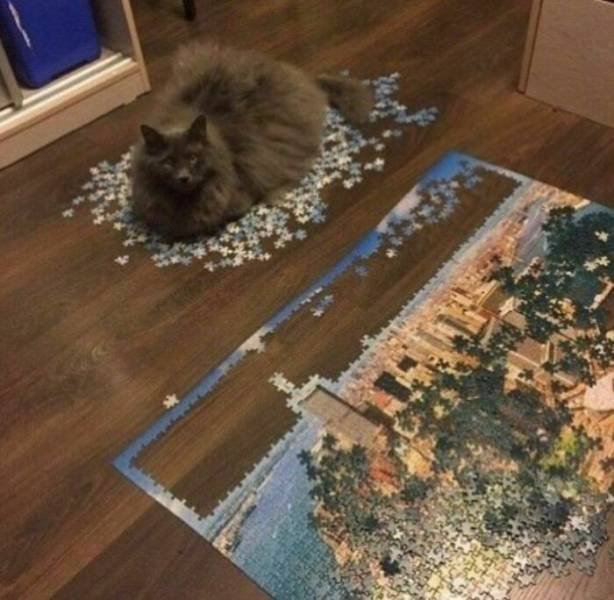 Funny Animals (48 pics)