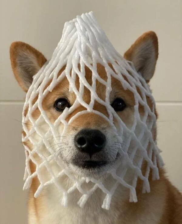 Funny Finds (37 pics)