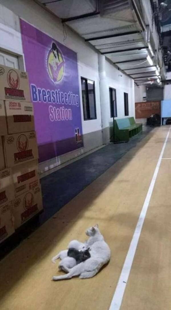 Funny Finds (37 pics)