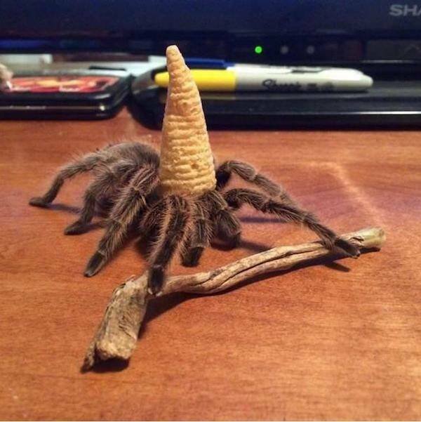 Funny Finds (37 pics)