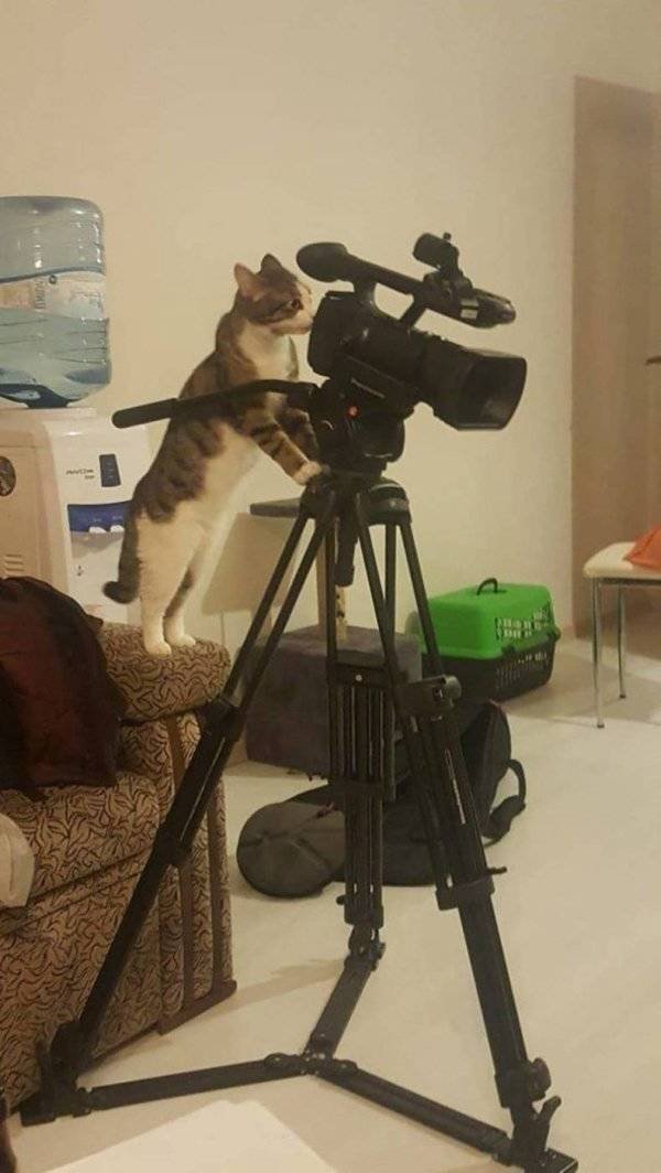 Funny Animals (55 pics)