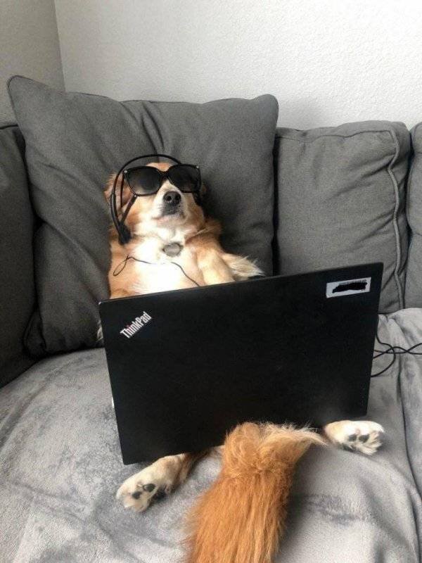 Funny Animals (55 pics)