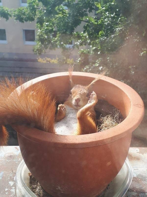 Funny Animals (55 pics)