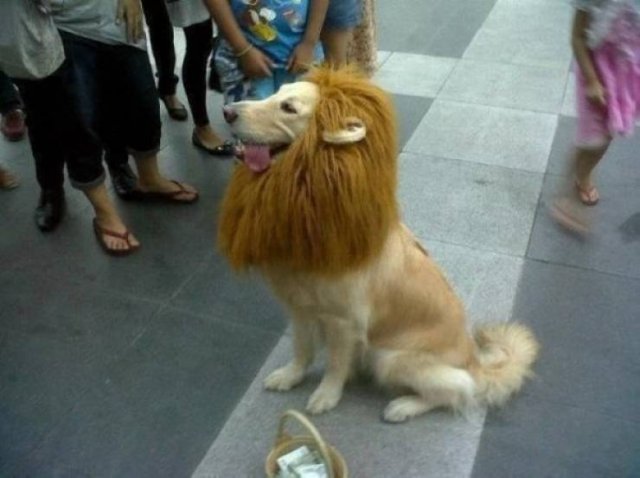 Funny Animals (55 pics)