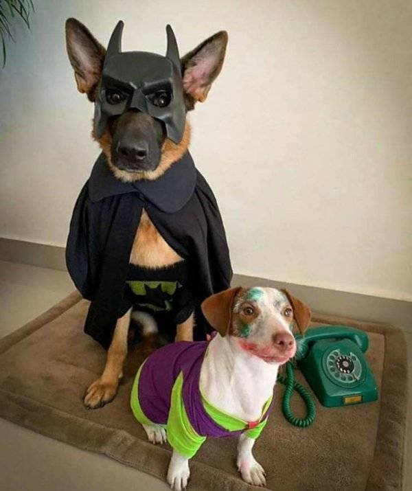 Funny Animals (55 pics)