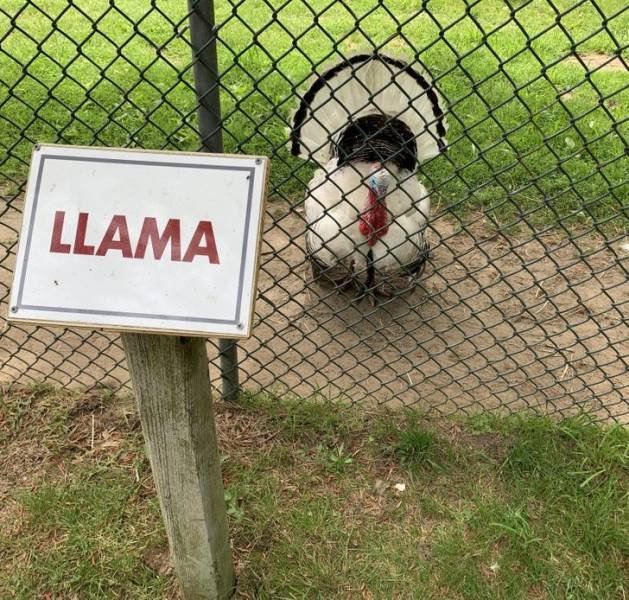 Funny Finds (29 pics)