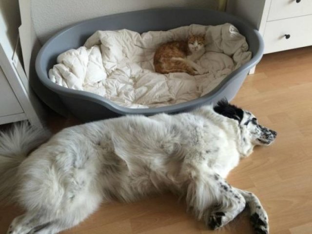 Funny Animals (61 pics)