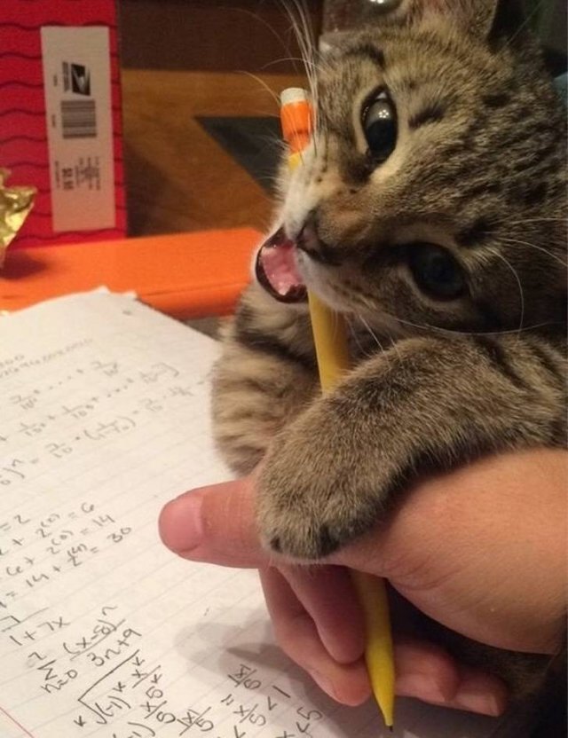 Funny Cats (20 pics)
