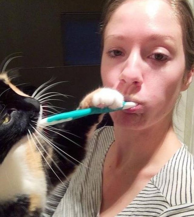 Funny Cats (20 pics)