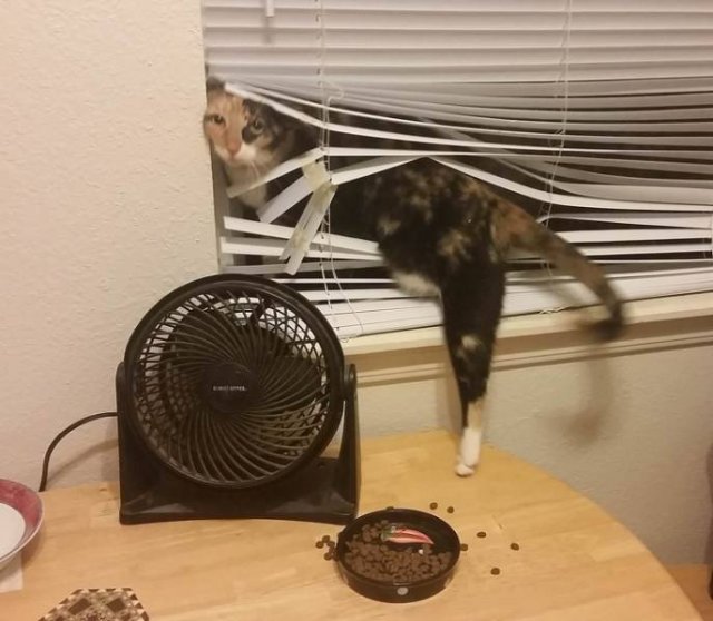 Funny Cats (20 pics)