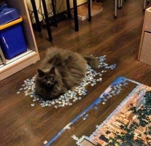 Funny Cats (20 pics)