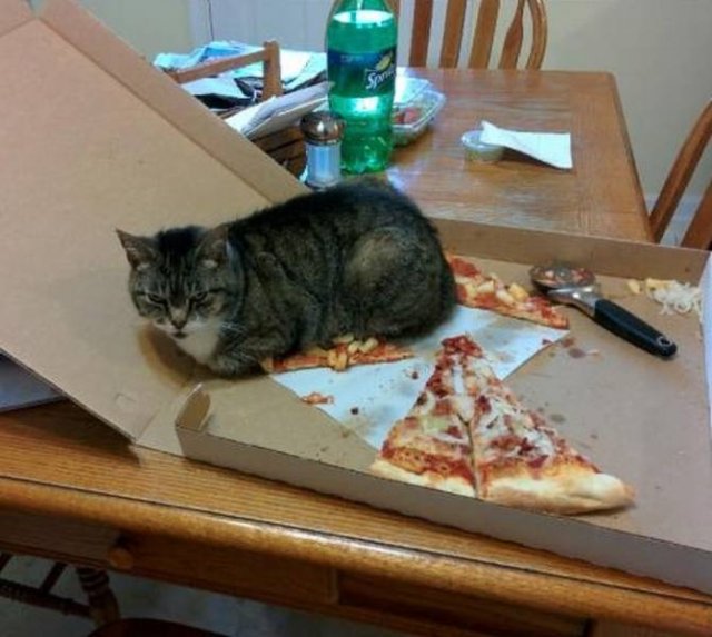 Funny Cats (20 pics)