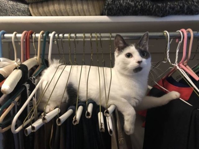 Funny Cats (20 pics)