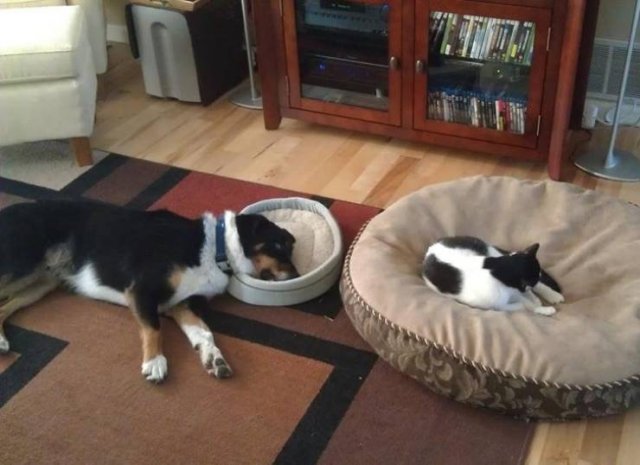 Funny Cats (20 pics)