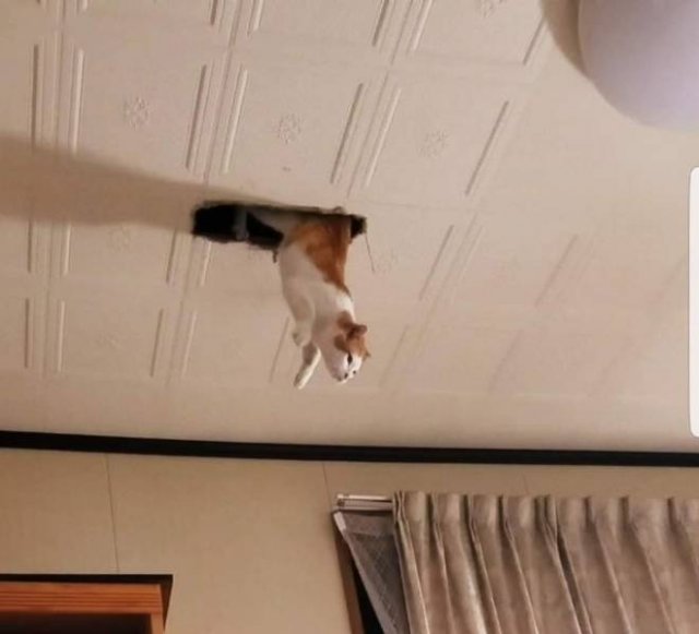 Funny Cats (20 pics)