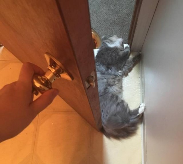 Funny Cats (20 pics)