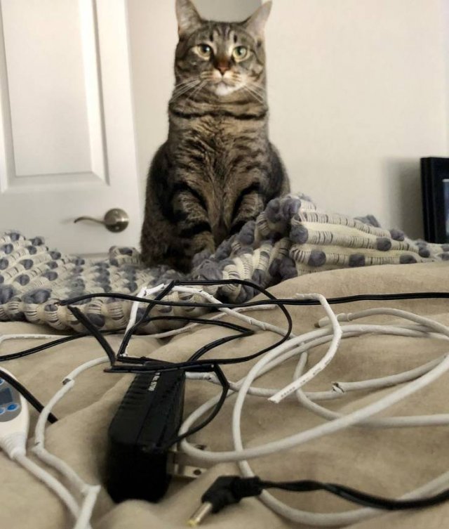 Funny Cats (20 pics)