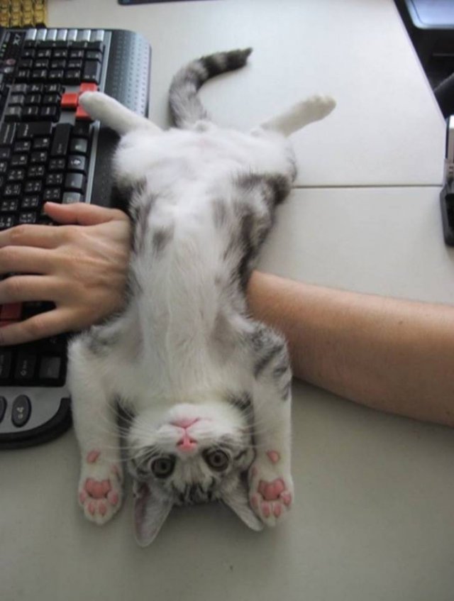 Funny Cats (20 pics)