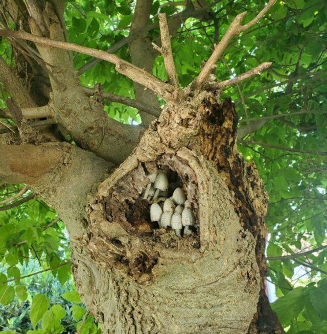 Unusual Finds (36 pics)