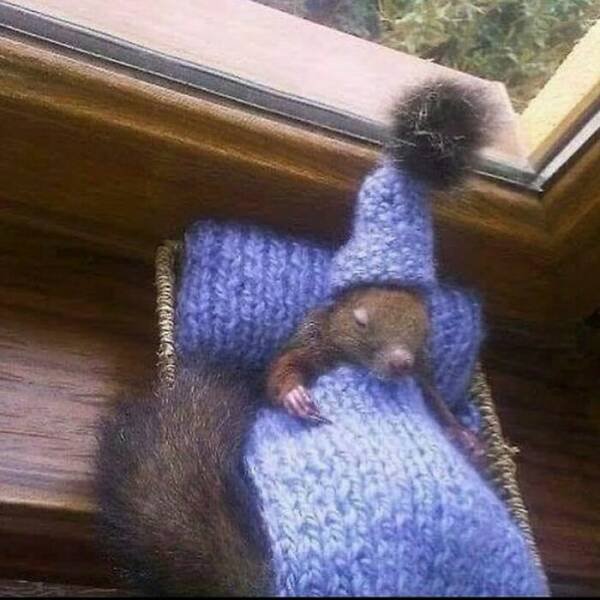 Funny Animals (40 pics)