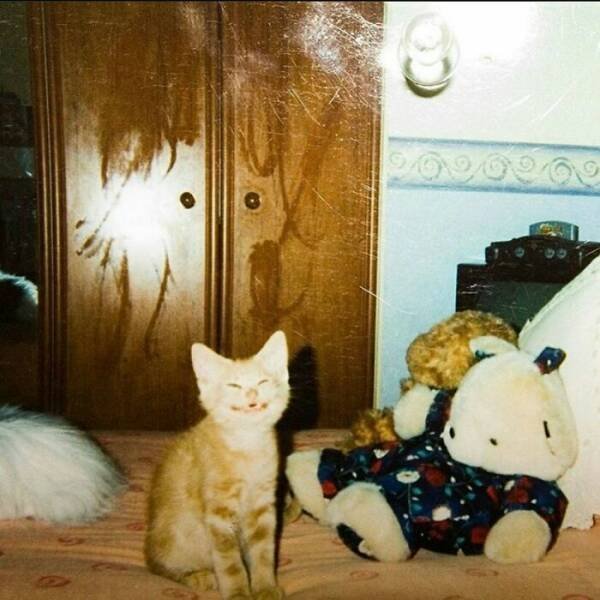 Funny Animals (40 pics)