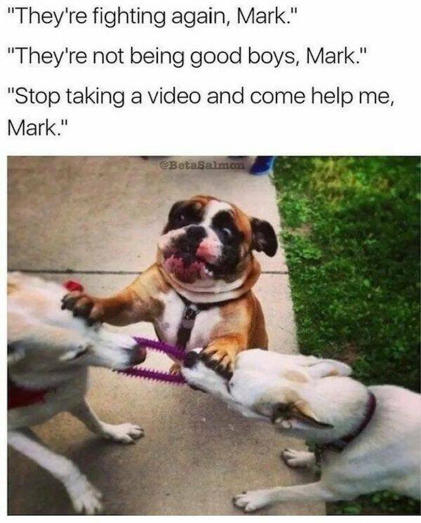 Memes With Dogs (30 pics)