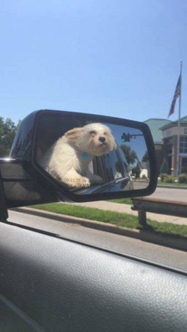 Funny Animals (58 pics)