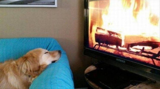 Funny Animals (58 pics)