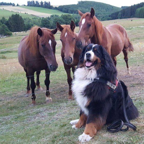 Funny Animals (58 pics)